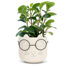 Load image into Gallery viewer, Aristocat Planter
